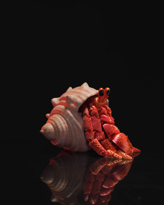 Hermes, the Hermit Crab